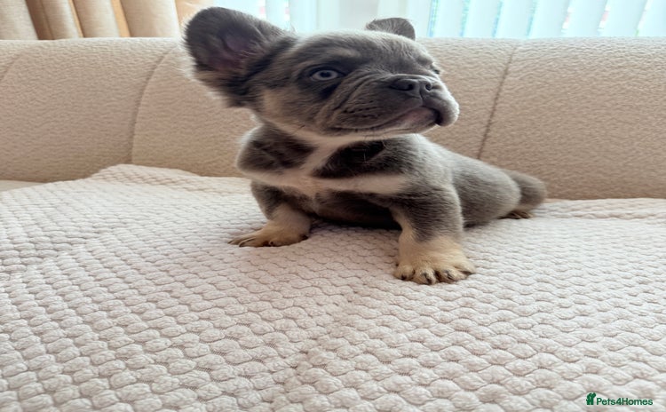 French Bulldog dogs - Advert 3