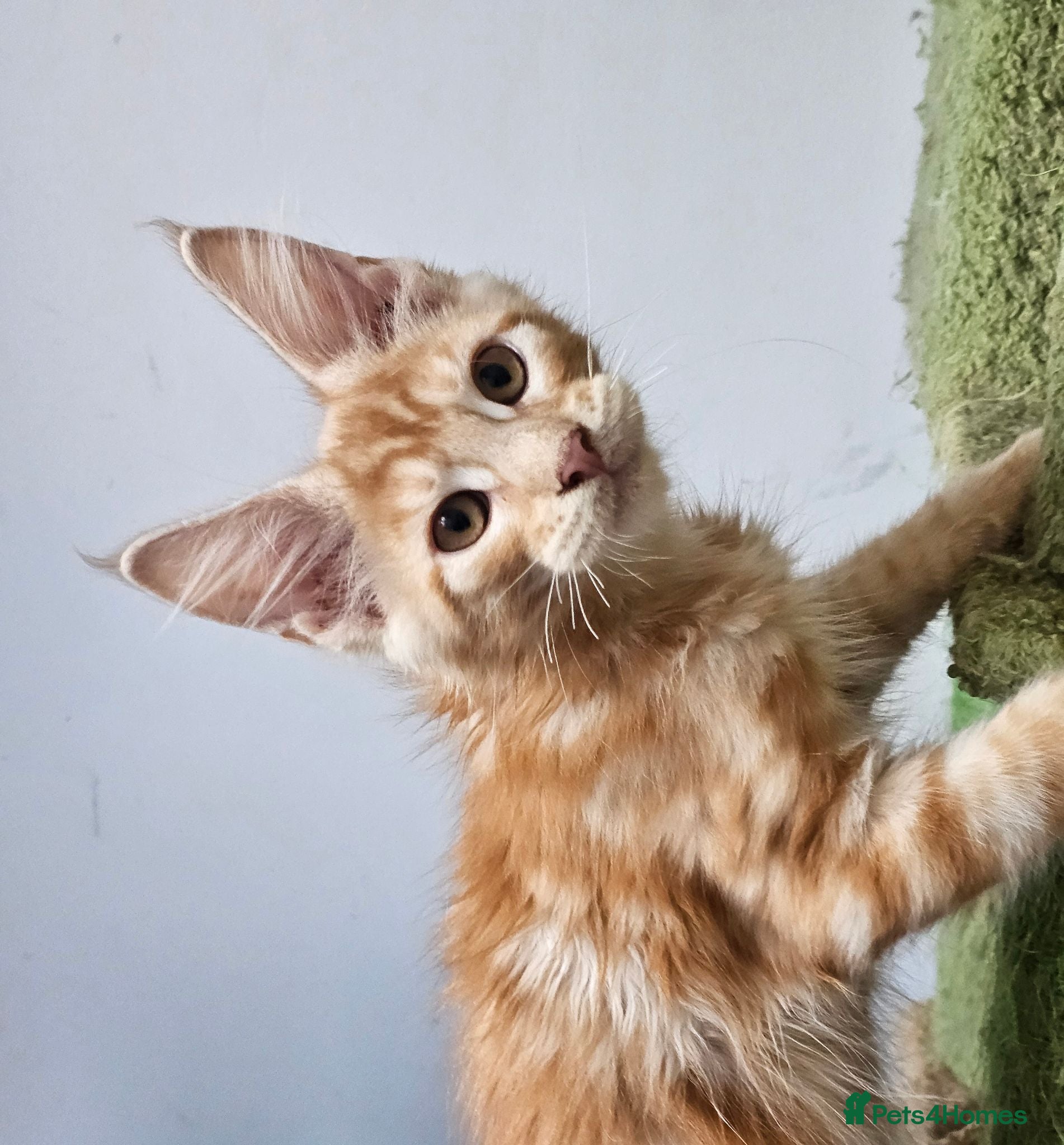 Maine Coon cats Maine coon babies from heath tested parents - Advert 2