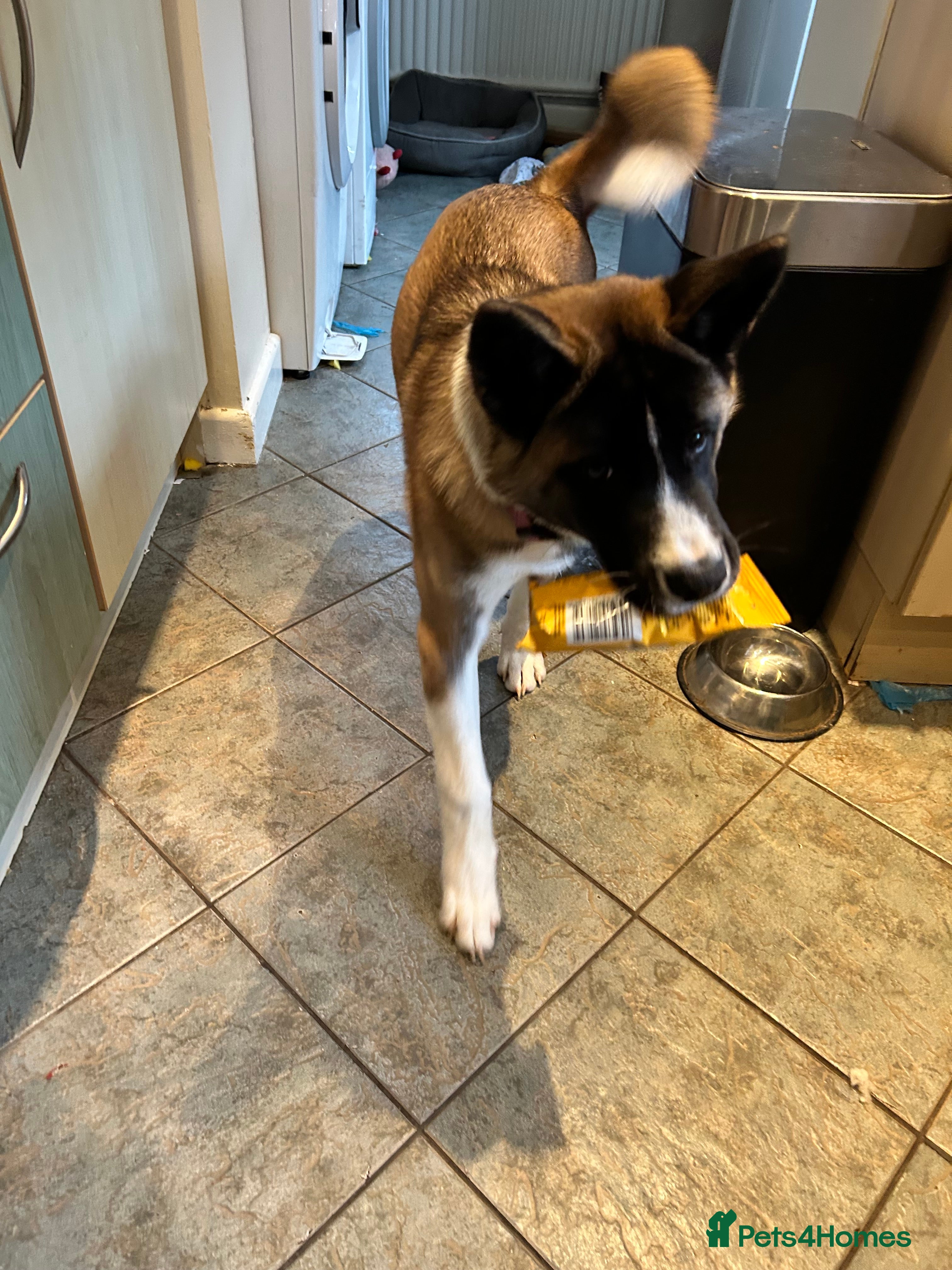 Huskita dogs Huskita  - Advert 21