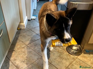 Huskita dogs - Advert 1