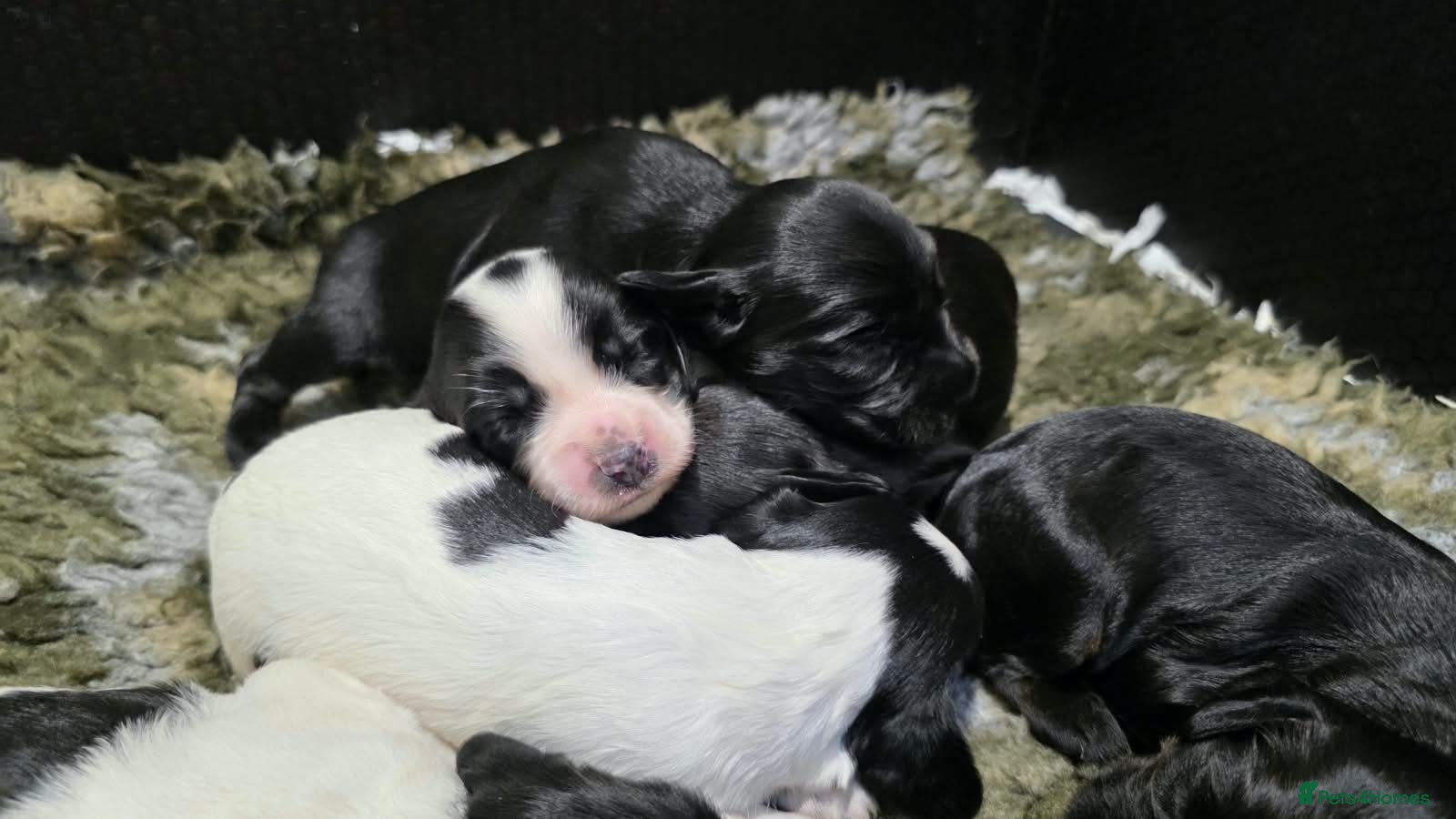 Cocker Spaniel dogs UNIQUE MARKED COCKER SPANIEL PUPPIES,HEALTH TESTED - Advert 1