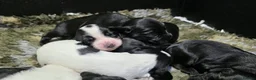 Cocker Spaniel dogs for sale: UNIQUE MARKED COCKER SPANIEL PUPPIES,HEALTH TESTED - Advert 1