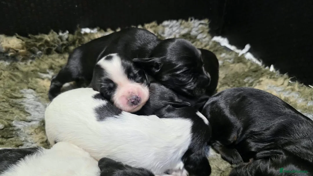 Cocker Spaniel dogs for sale: UNIQUE MARKED COCKER SPANIEL PUPPIES,HEALTH TESTED - Advert 1