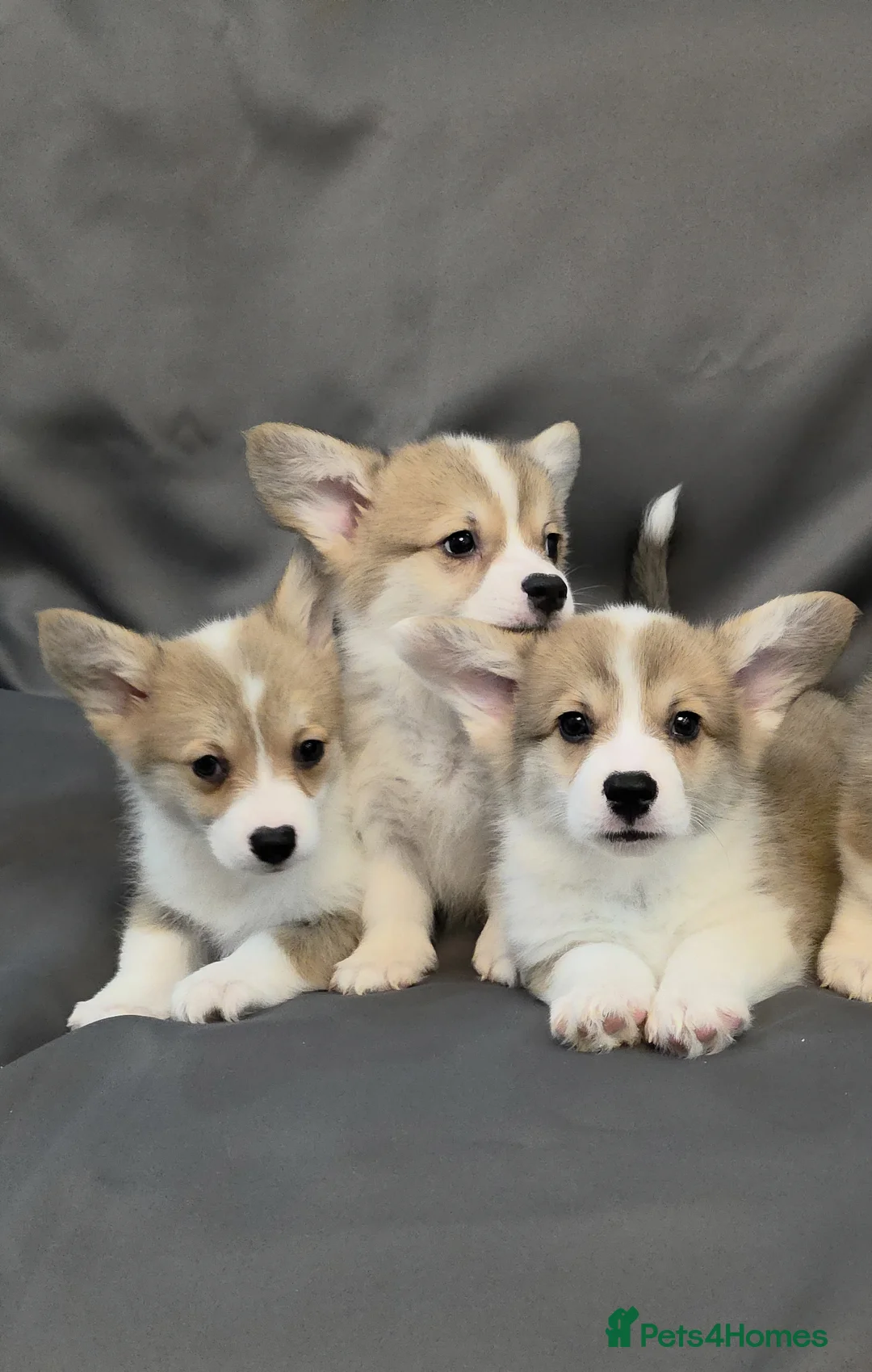 Welsh Corgi Pembroke dogs for sale: 33rd Generation KC Mixed Tail Pembroke Corgi Pups - Advert 21