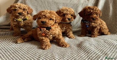 Maltipoo dogs - Advert 3