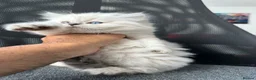 Persian cats for sale: Pedigree Persian Himalayan Kittens - Advert 8