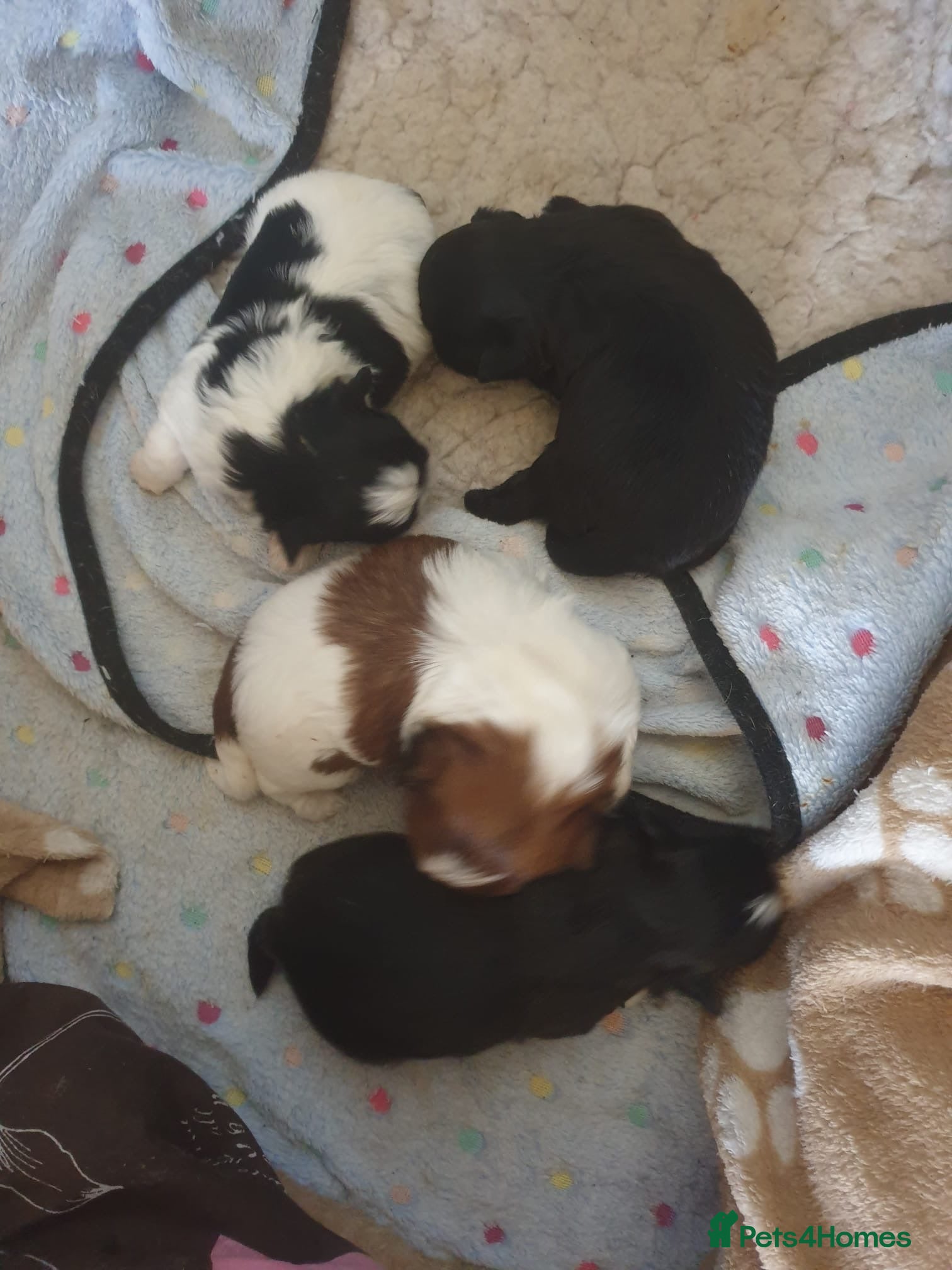 Shih Tzu dogs for sale: Shih Tzu puppies available - Advert 12