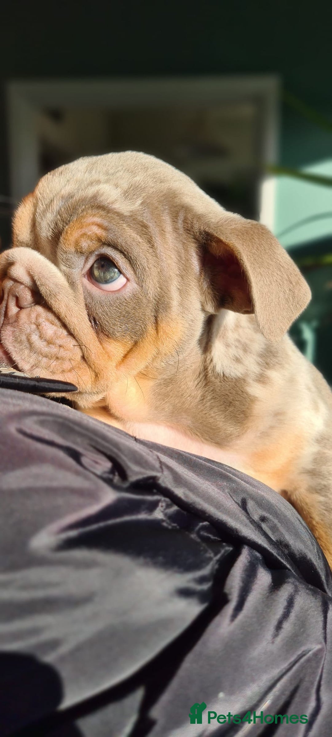 English Bulldog dogs for sale: ✨ lilac Tan & Merle Female bulldog. – Available ✨ - Advert 5