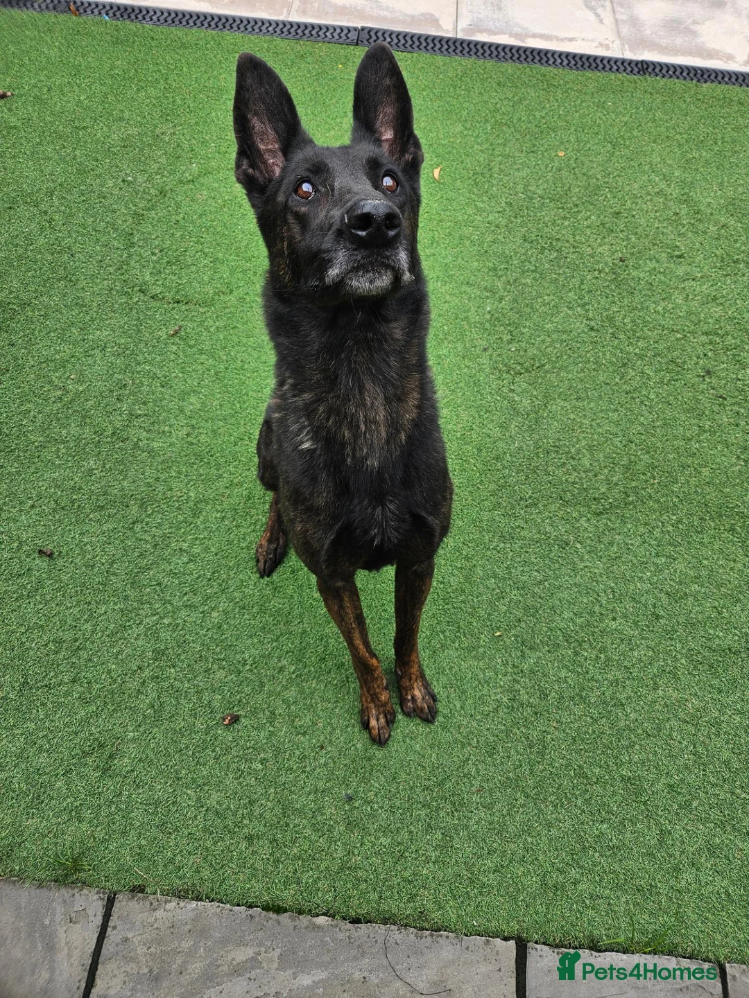 Belgian Shepherd Dog dogs for sale: Working Belgian malinois in Sale - Advert 2