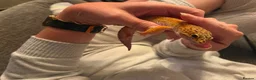 Leopard Gecko reptiles for sale: Male leopard gecko - Advert 3