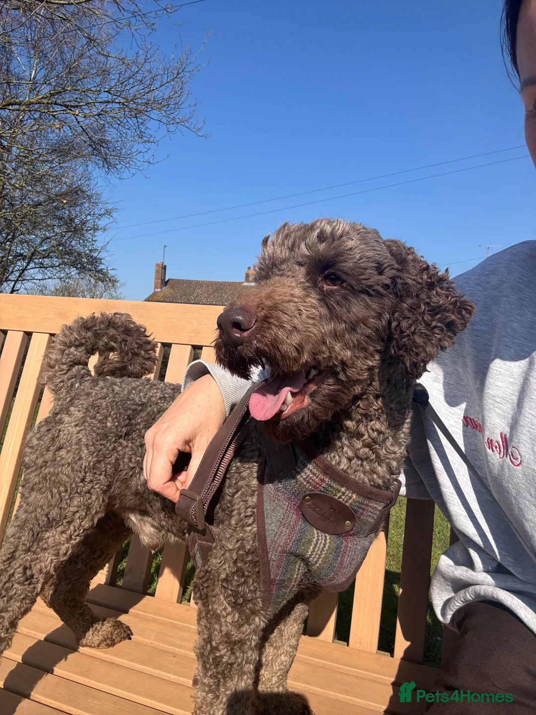 Poodle dogs for sale: 🐾 Loving Home for My Beautiful Pedigree Dog 🐾 - Advert 2