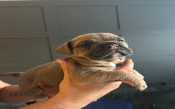 Mixed Breed dogs for sale: Bulldog puppy’s  - Image 11