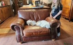 Bichon Frise dogs for sale: ALL bichon frise - Image 5