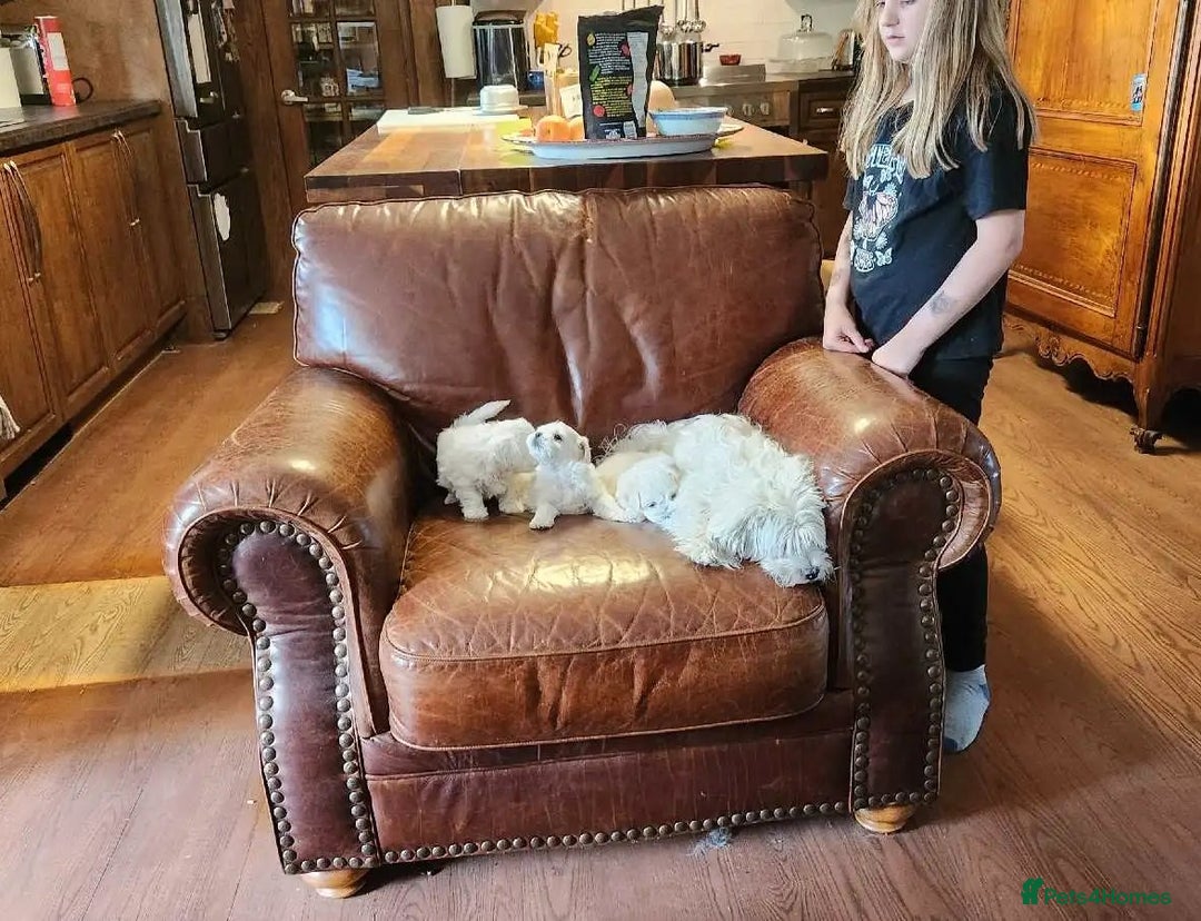 Bichon Frise dogs for sale: ALL bichon frise - Image 5