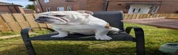English Bulldog dogs for sale: Borris the bulldog in Gateshead - Advert 6