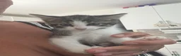Mixed Breed cats for sale: 2 kittens  - Advert 4
