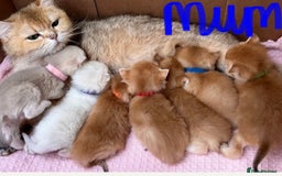 British Shorthair cats for sale: NY 12 British shorthair GCCF golden kittens  - Image 20