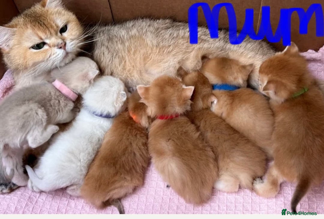 British Shorthair cats for sale: NY 12 British shorthair GCCF golden kittens  - Image 20