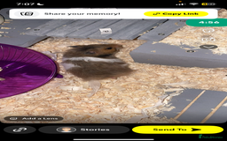 Worms invertebrates for sale: syrain hamster  - Image 3