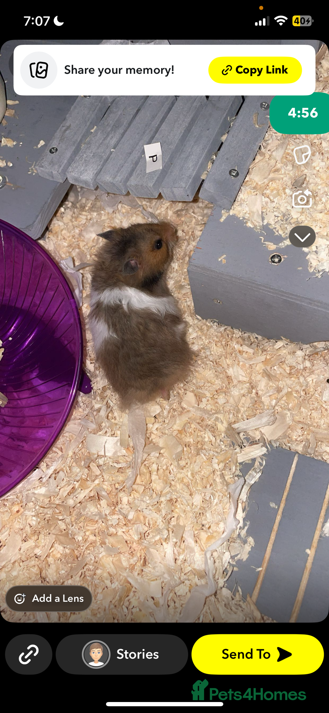Worms invertebrates for sale: syrain hamster  - Image 3