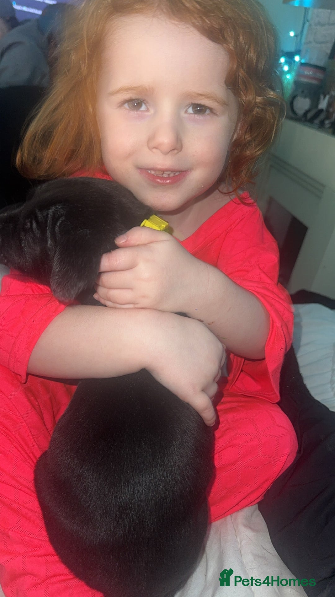 Mixed Breed dogs for sale: Gorgeous hardy pups - Advert 10