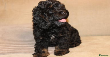 Cockapoo dogs American unique Black & Tan Cockapoo Girl - Advert 7