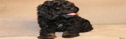 Cockapoo dogs for sale: American unique Black & Tan Cockapoo Girl - Advert 4