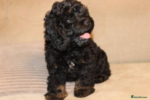 Cockapoo dogs American unique Black & Tan Cockapoo Girl - Advert 2