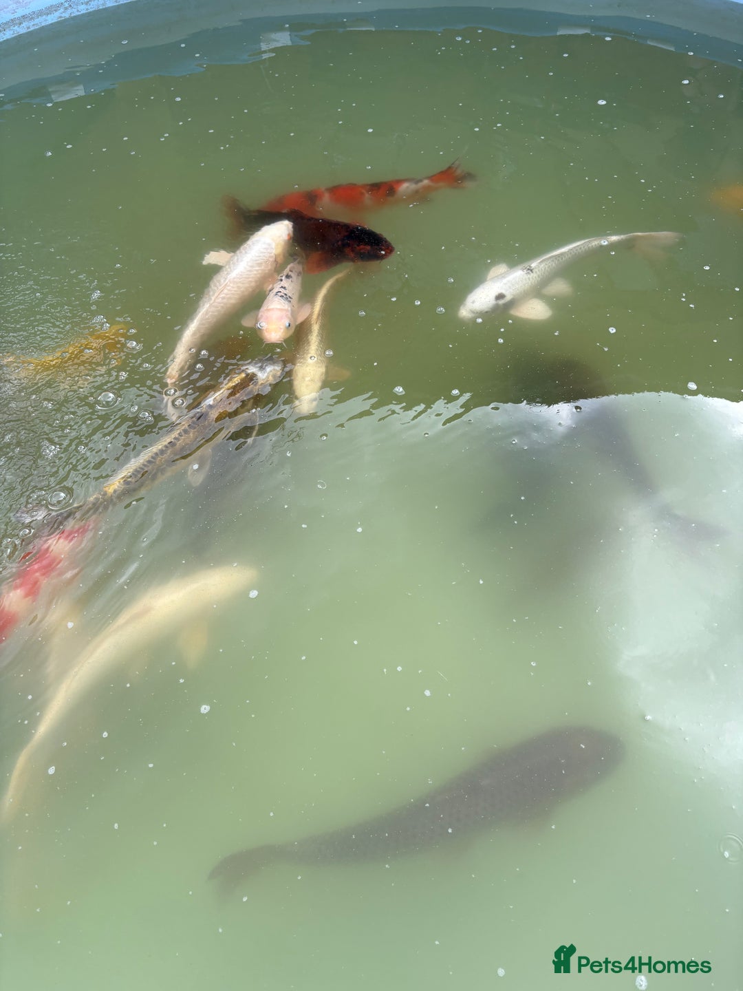 Koi Carp fish for sale: Japanese koi carp - Image 13