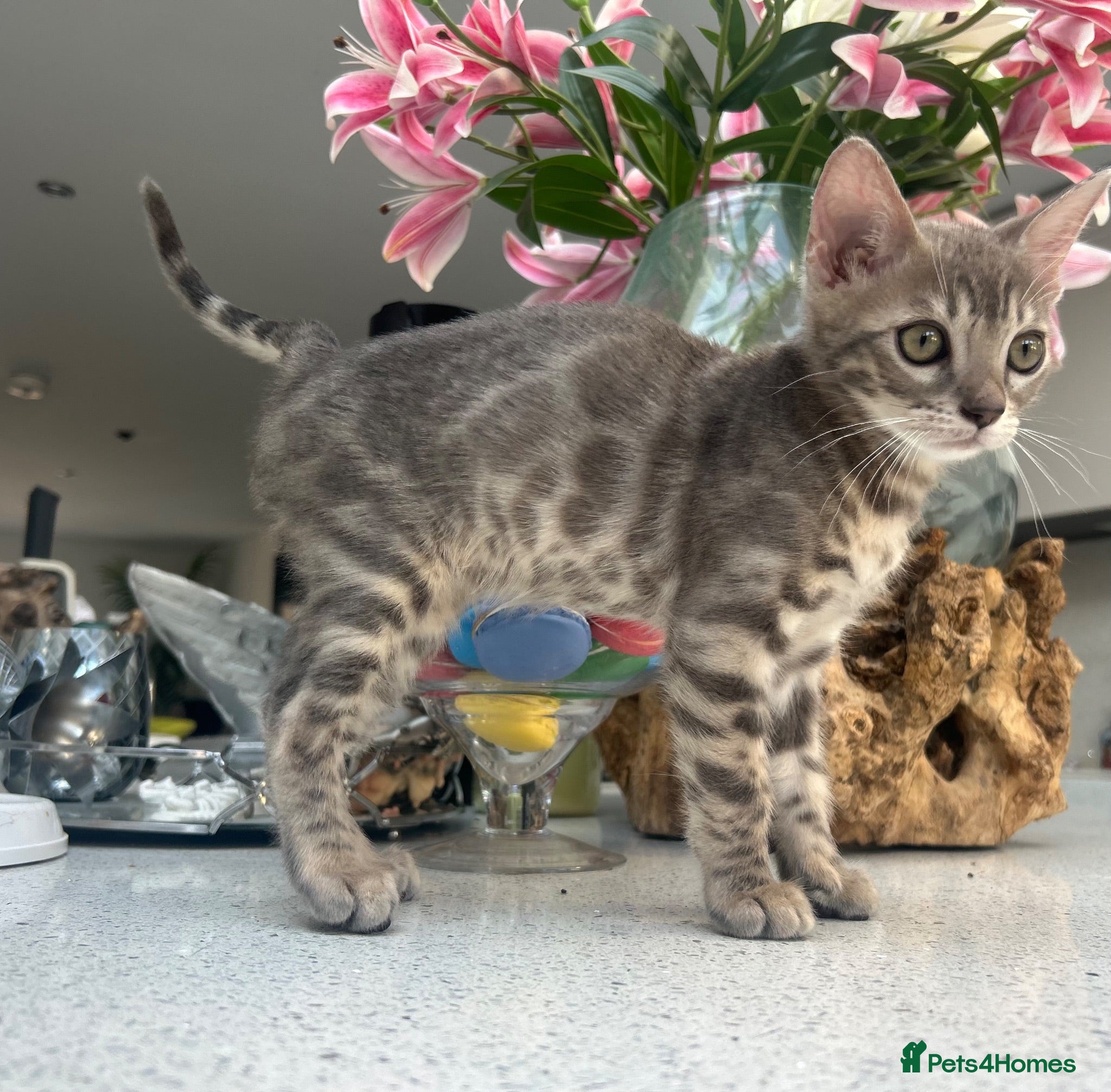 Bengal cats 3 Beautiful Blue Female TICA Reg Bengal kittens  - Advert 7
