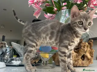 Bengal cats 3 Beautiful Blue Female TICA Reg Bengal kittens - Advert 7