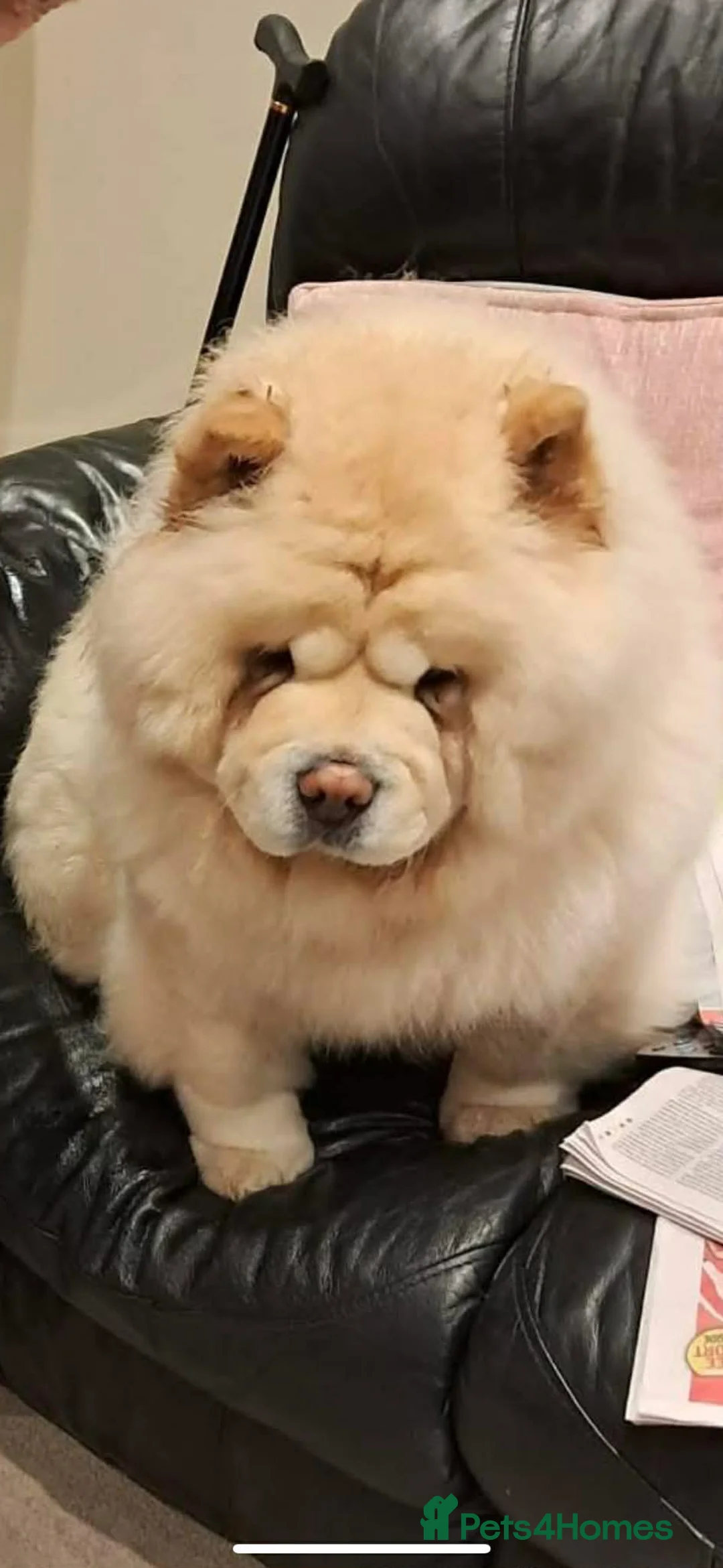 Chow Chow dogs for sale: Chow chow puppy for sale in South Shields - Advert 2