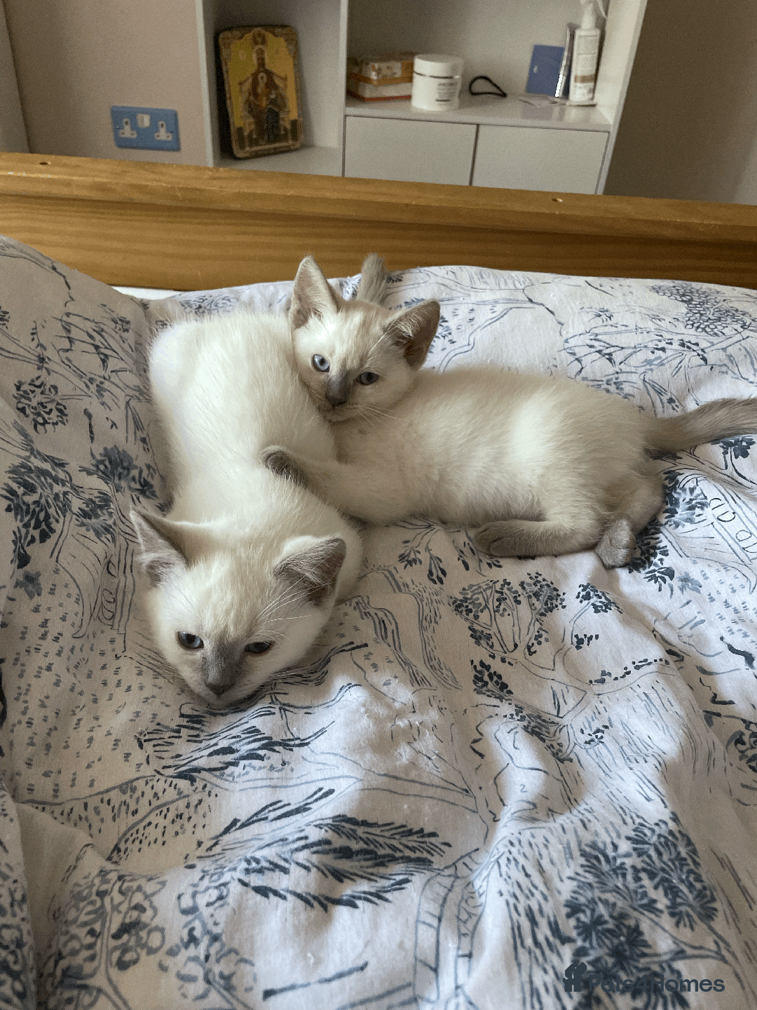 Ragdoll cats for sale: RAGDOLL x BSH KITTENS - Image 16