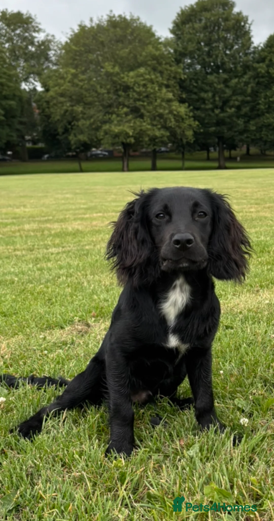 Cocker Spaniel dogs for stud: Working cocker spaniel stud - Advert 4