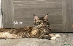 Maine Coon cats for sale: Tica Stunning Kittens  - Image 14