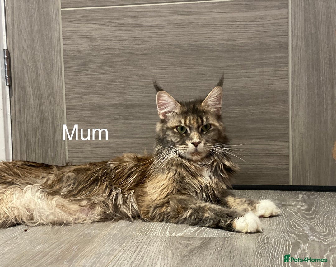Maine Coon cats for sale: Tica Stunning Kittens  - Image 14
