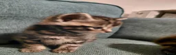 Mixed Breed cats for sale: Kittens  - Advert 11