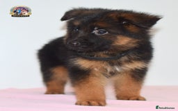 German Shepherd dogs for sale: German shepherd puppies  - Image 14