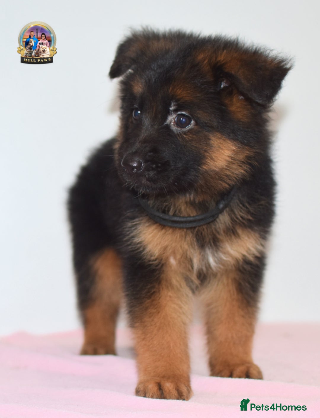 German Shepherd dogs for sale: German shepherd puppies  - Image 14