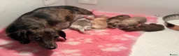 Miniature Dachshund dogs for sale: Teacup in Bootle - Advert 9