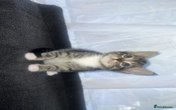 Bengal cats for sale: Bengal/Tabby - Image 4