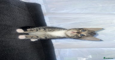 Bengal cats - Advert 6