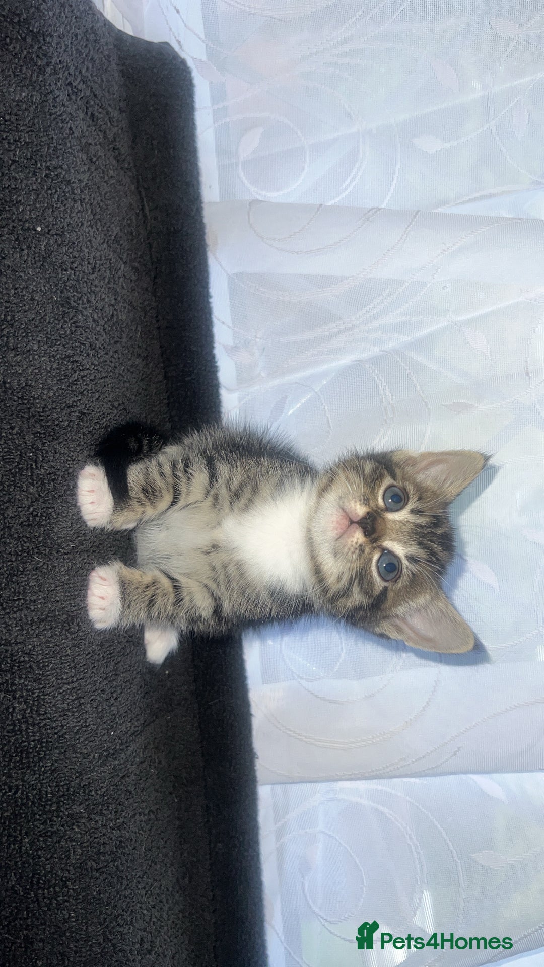 Bengal cats for sale: Bengal/Tabby - Image 4