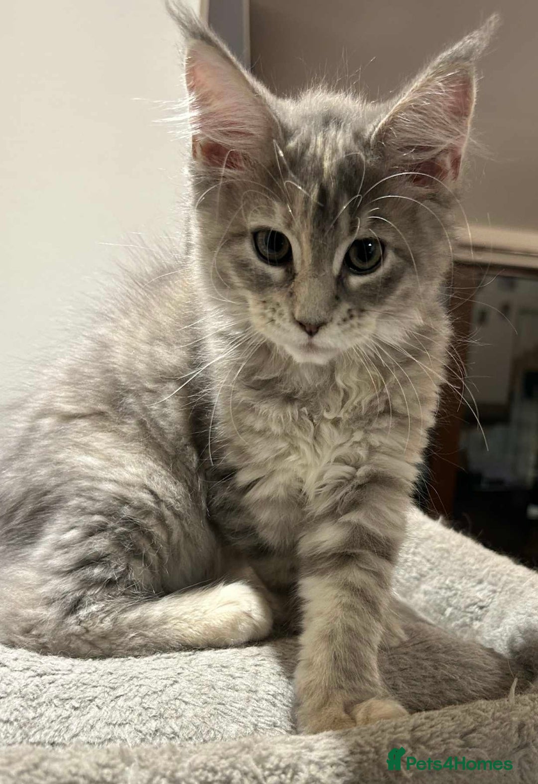 Maine Coon cats for sale: Pure blood Maine coon kittens  - Image 5