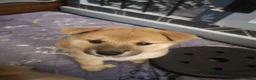 Japanese Shiba Inu dogs for sale: *New price! 3 left* all KC female shiba inus. - Advert 17