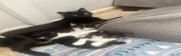 Mixed Breed cats for sale: 2 black and white kittens in Winsford - Advert 5