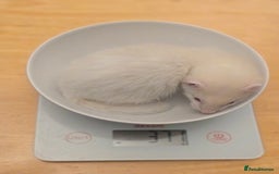 Ferret rodents for sale: Cute pet ferrets - Image 6