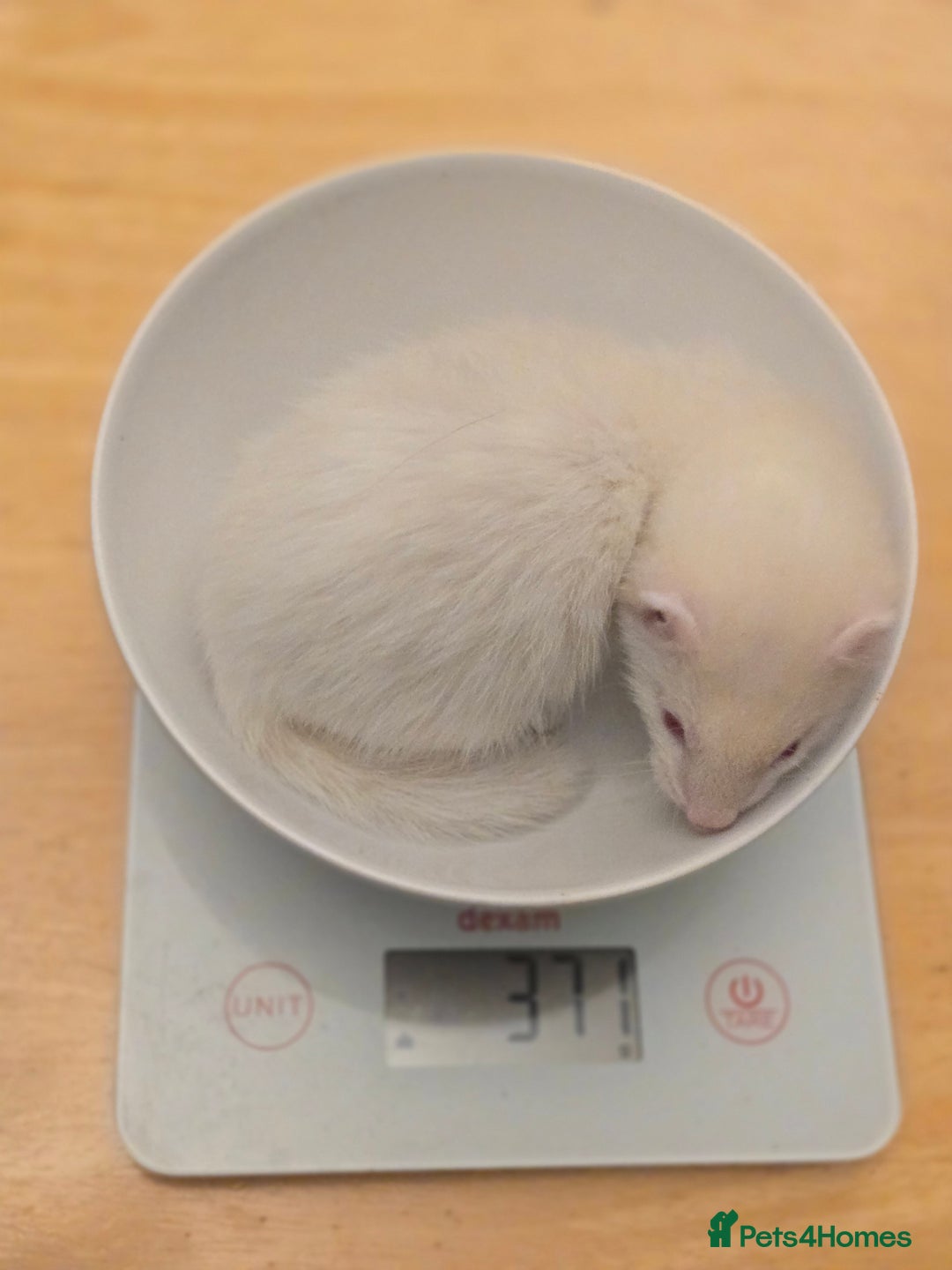 Ferret rodents for sale: Cute pet ferrets - Image 6