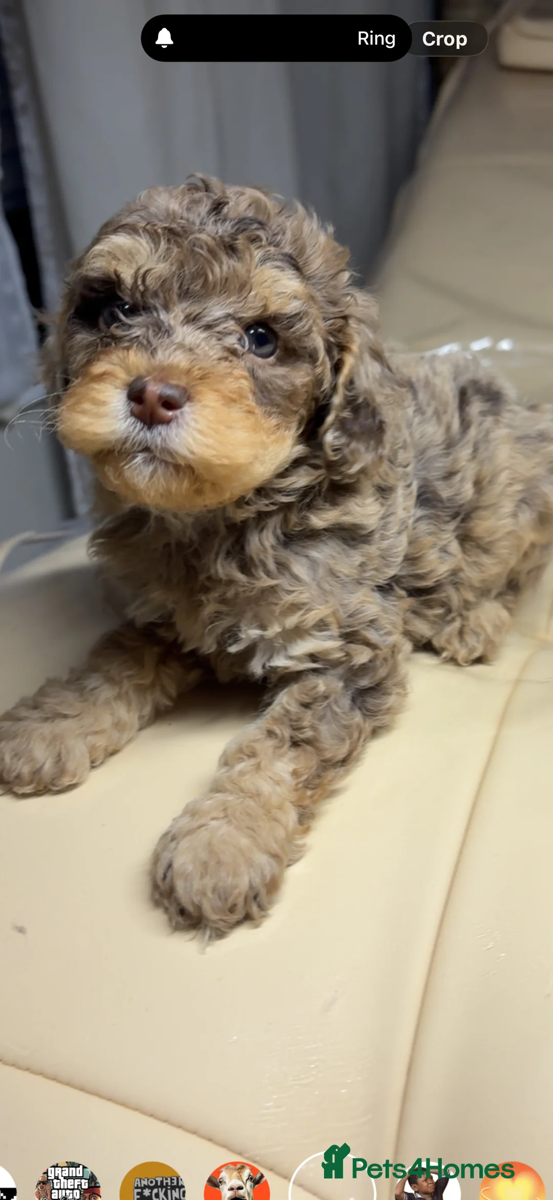 Cavapoo dogs for sale: Beautiful cavapoos 3 boys one girl 🐾 - Advert 7