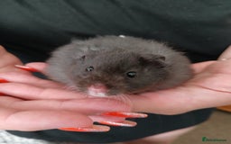 Hamster rodents for sale: Baby syrian hamsters - Image 9